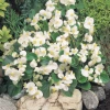 CGASPL Begonia Seeds Begonia Semperflorens Super Olympia White Flower Seeds