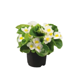 CGASPL Begonia Seeds Begonia Semperflorens Super Olympia White Flower Seeds 9 CGASPL Begonia Seeds Begonia Semperflorens Super Olympia White Flower Seeds