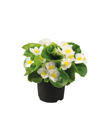 CGASPL Begonia Seeds Begonia Semperflorens Super Olympia White Flower Seeds 6 CGASPL Begonia Seeds Begonia Semperflorens Super Olympia White Flower Seeds