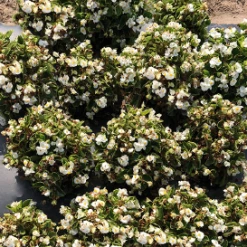 CGASPL Begonia Seeds Begonia Semperflorens Super Olympia White Flower Seeds 8 CGASPL Begonia Seeds Begonia Semperflorens Super Olympia White Flower Seeds