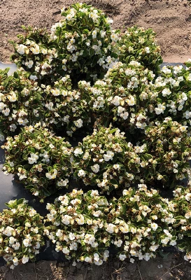 CGASPL Begonia Seeds Begonia Semperflorens Super Olympia White Flower Seeds 5 CGASPL Begonia Seeds Begonia Semperflorens Super Olympia White Flower Seeds