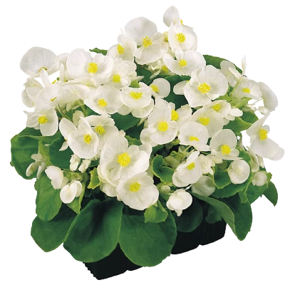 CGASPL Begonia Seeds Begonia Semperflorens Super Olympia White Flower Seeds 4 CGASPL Begonia Seeds Begonia Semperflorens Super Olympia White Flower Seeds