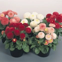 Benary Imported Flower Seeds Bellis Tasso Mix Flower Seeds