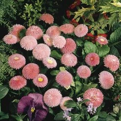 CGASPL Bellis Tasso Pink Flower Seeds