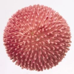 CGASPL Bellis Tasso Pink Flower Seeds