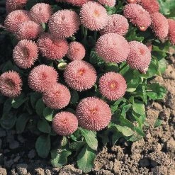 CGASPL Bellis Tasso Pink Flower Seeds