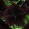 Pan American Seeds Petunia Debonair Black Cherry Flower Seeds 1 Pan American Seeds Petunia Debonair Black Cherry Flower Seeds