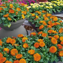 Chhajed Garden Imported Flower Seeds Calendula Bon Bon Orange Flower Seeds