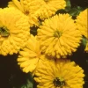 Chhajed Garden Calendula Bon Bon Yellow Flower Seeds