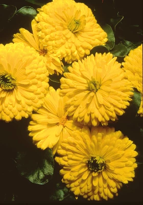 Chhajed Garden Calendula Bon Bon Yellow Flower Seeds 3 Chhajed Garden Calendula Bon Bon Yellow Flower Seeds