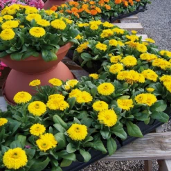 Chhajed Garden Calendula Bon Bon Yellow Flower Seeds