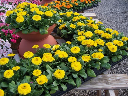 Chhajed Garden Calendula Bon Bon Yellow Flower Seeds 4 Chhajed Garden Calendula Bon Bon Yellow Flower Seeds