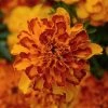 CGASPL Marigold French Bonanza Bolero Flower Seeds Imported Flower Seeds 2 CGASPL Marigold French Bonanza Bolero Flower Seeds Imported Flower Seeds