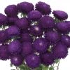 Chhajed Garden Imported Flower Seeds Aster Bonita Blue Flower Seeds