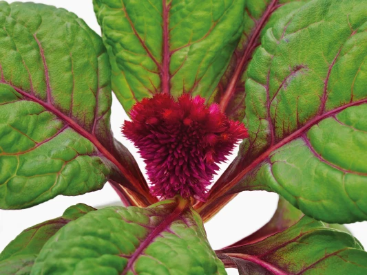 Chhajed Garden Imported Flower Seeds Celosia Cristata Brainiac Raven Red Flower Seeds 3 Chhajed Garden Imported Flower Seeds Celosia Cristata Brainiac Raven Red Flower Seeds