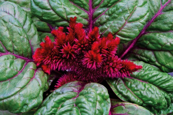 Chhajed Garden Imported Flower Seeds Celosia Cristata Brainiac Raven Red Flower Seeds 5 Chhajed Garden Imported Flower Seeds Celosia Cristata Brainiac Raven Red Flower Seeds