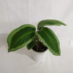 CGASPL Plants Calathea Bijoux Gecko Live Plant