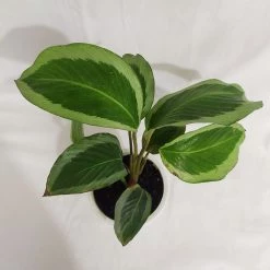 CGASPL Plants Calathea Bijoux Gecko Live Plant
