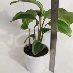 CGASPL Plants Calathea Bijoux Gecko Live Plant