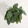 CGASPL Plants Calathea Compactstar Live Plant 1 CGASPL Plants Calathea Compactstar Live Plant