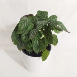 CGASPL Plants Calathea Compactstar Live Plant