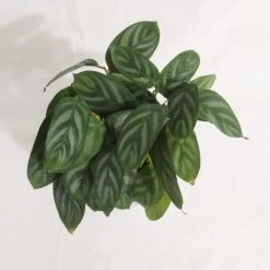 CGASPL Plants Calathea Compactstar Live Plant