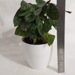 CGASPL Plants Calathea Compactstar Live Plant