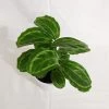 CGASPL Calathea Jf Macbr Live Plant