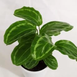 CGASPL Calathea Jf Macbr Live Plant