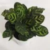 CGASPL Calathea Makoyana Live Plant 2 CGASPL Calathea Makoyana Live Plant