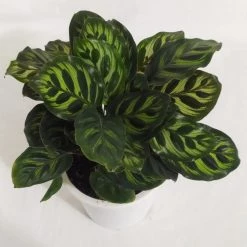 CGASPL Calathea Makoyana Live Plant