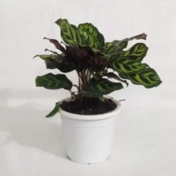 CGASPL Calathea Makoyana Live Plant