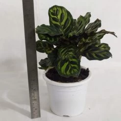 CGASPL Calathea Makoyana Live Plant