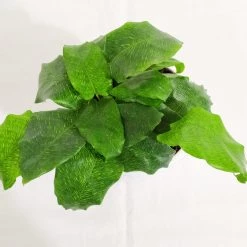 CGASPL Plants Calathea Network Live Plant