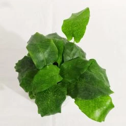 CGASPL Plants Calathea Network Live Plant