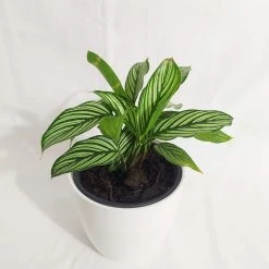CGASPL Plants Calathea Vitata Live Plant 9 CGASPL Plants Calathea Vitata Live Plant
