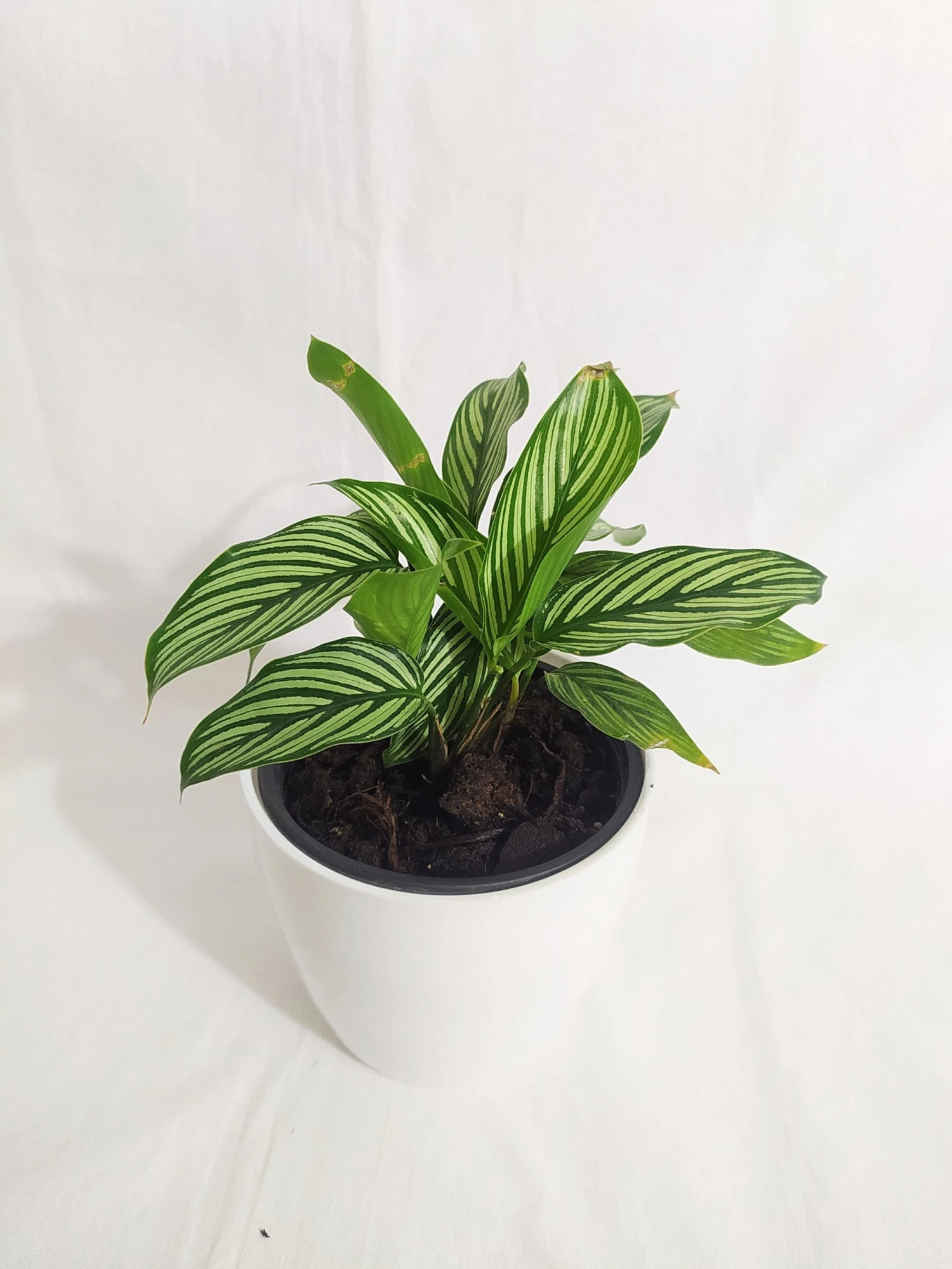 CGASPL Plants Calathea Vitata Live Plant 6 CGASPL Plants Calathea Vitata Live Plant