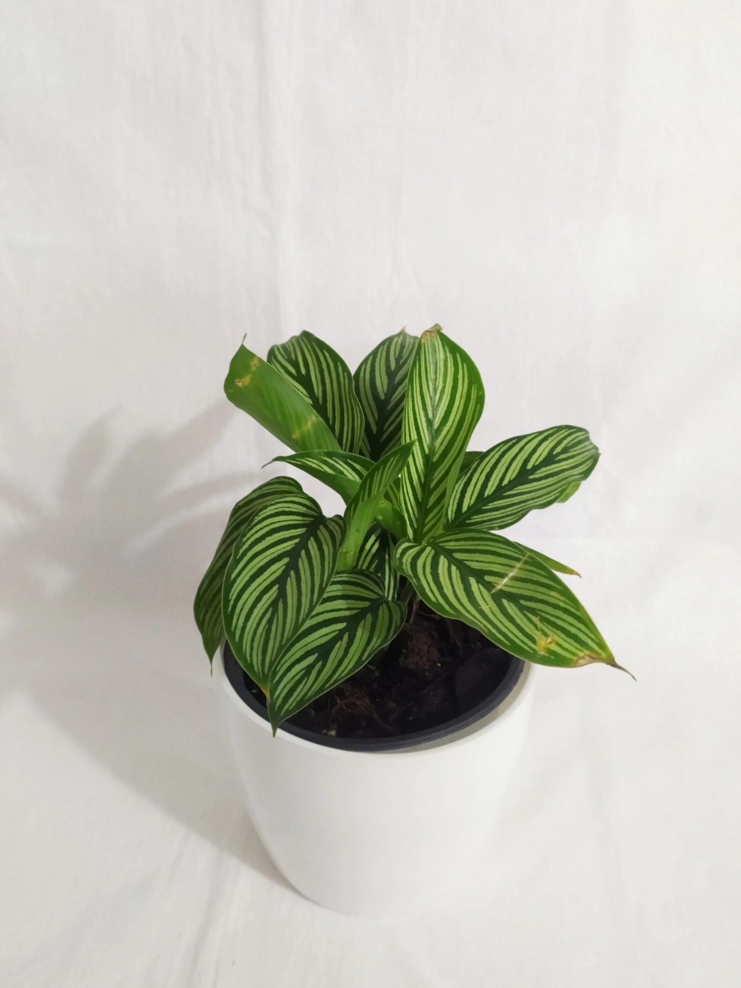 CGASPL Plants Calathea Vitata Live Plant 3 CGASPL Plants Calathea Vitata Live Plant