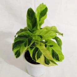 CGASPL Calathea Yellow Fusion Live Plant