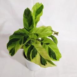 CGASPL Calathea Yellow Fusion Live Plant