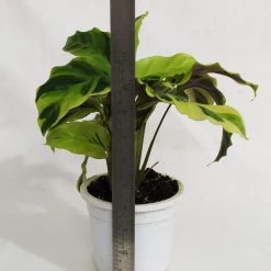 CGASPL Calathea Yellow Fusion Live Plant