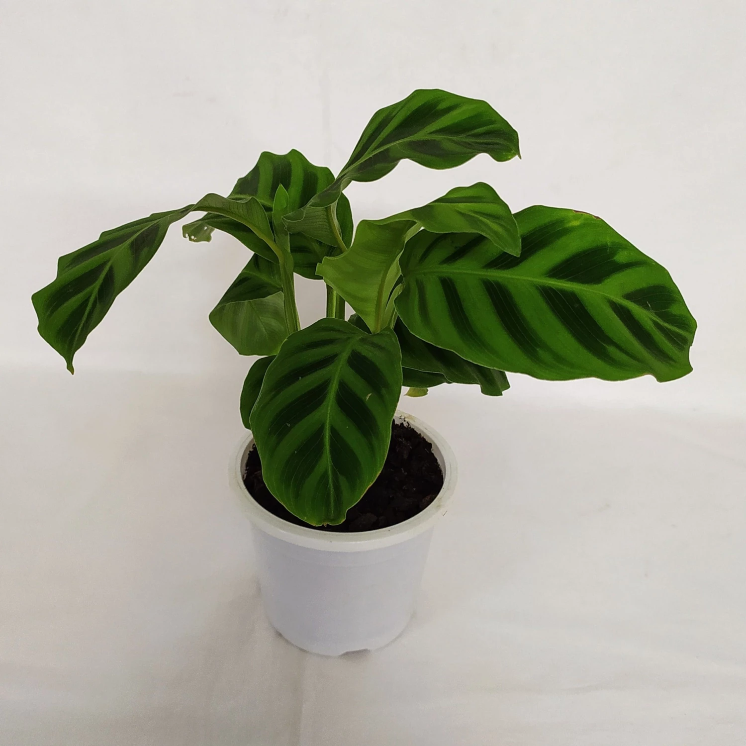 CGASPL Calathea Zebrina Live Plant Plants 6 CGASPL Calathea Zebrina Live Plant Plants