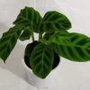CGASPL Calathea Zebrina Live Plant Plants