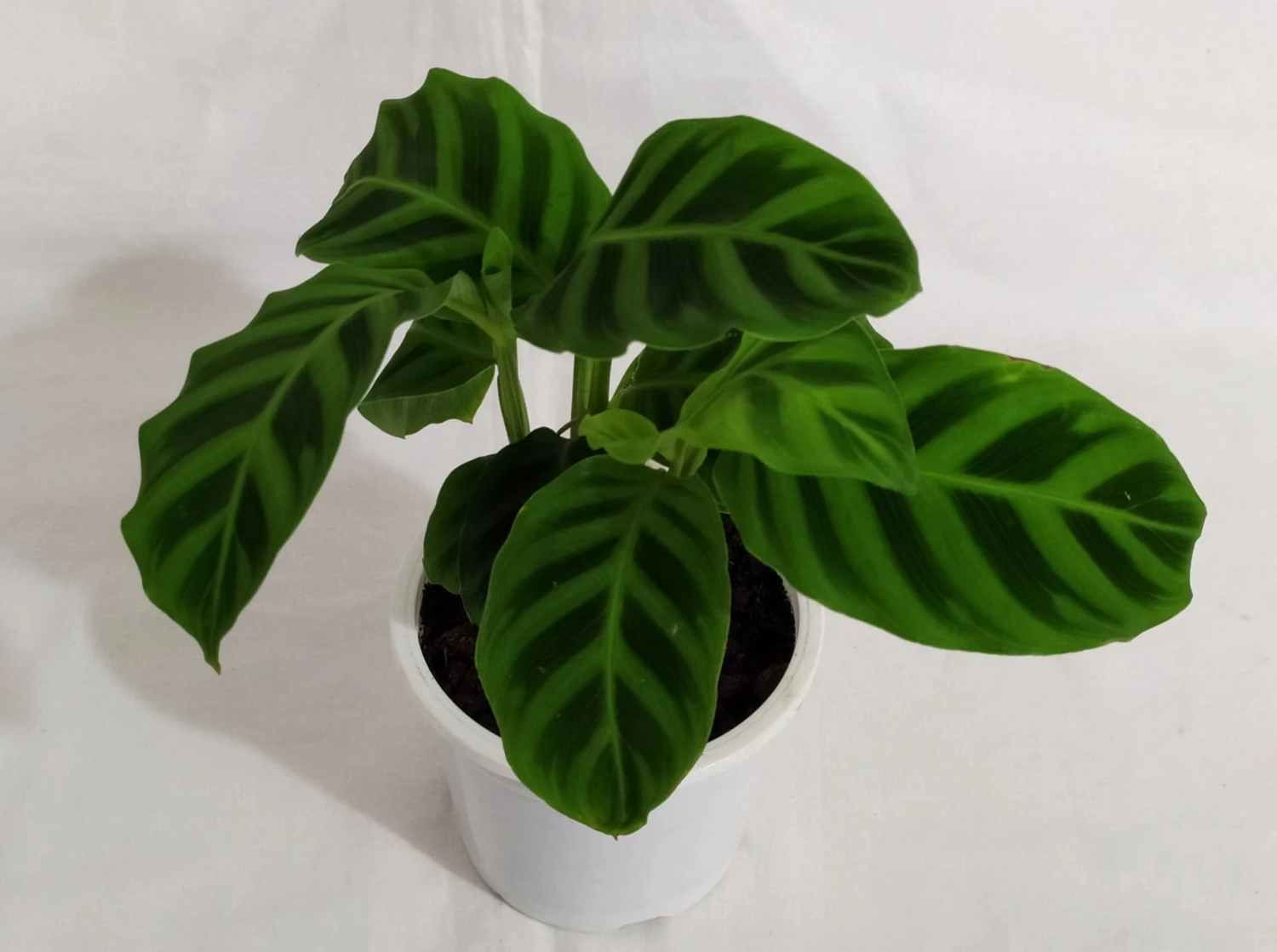 CGASPL Calathea Zebrina Live Plant Plants 3 CGASPL Calathea Zebrina Live Plant Plants