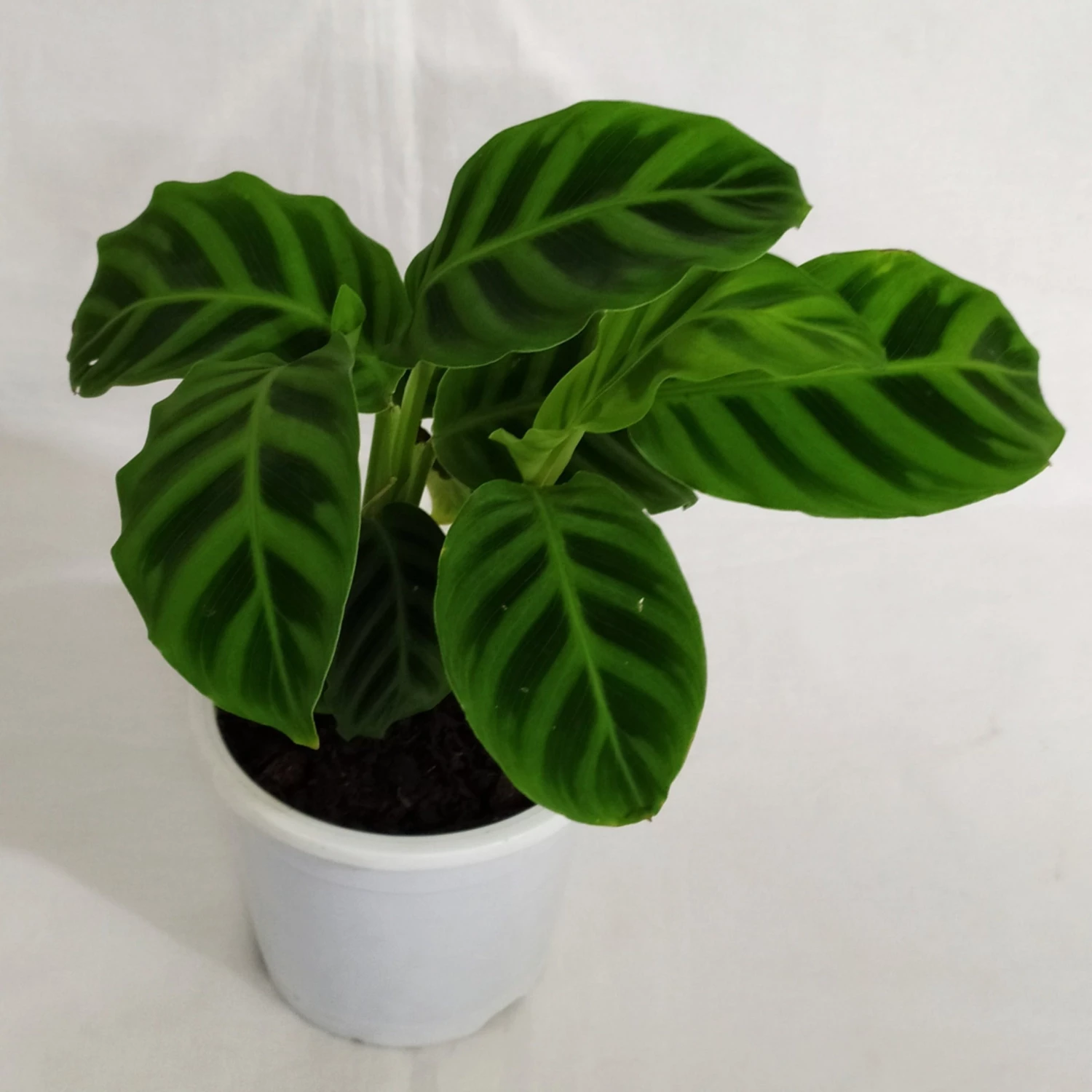 CGASPL Calathea Zebrina Live Plant Plants 5 CGASPL Calathea Zebrina Live Plant Plants