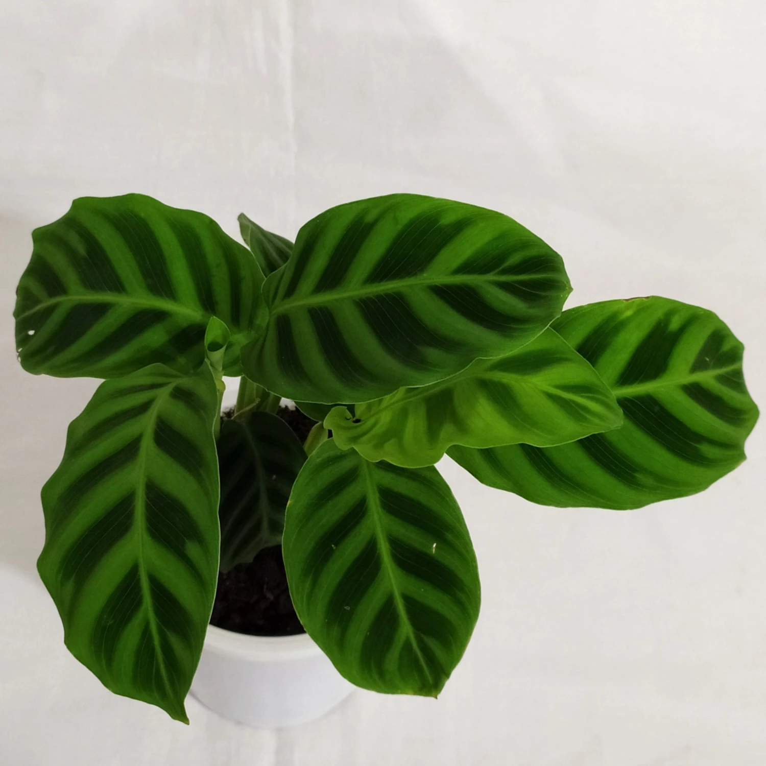 CGASPL Calathea Zebrina Live Plant Plants 4 CGASPL Calathea Zebrina Live Plant Plants