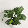 CGASPL Calathea Burle-Marxii Live Plant