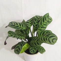 CGASPL Calathea Burle-Marxii Live Plant