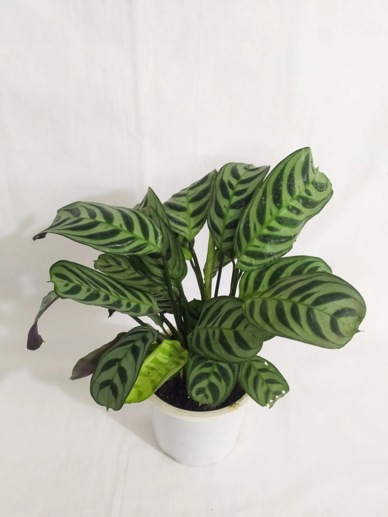 CGASPL Calathea Burle-Marxii Live Plant 3 CGASPL Calathea Burle-Marxii Live Plant