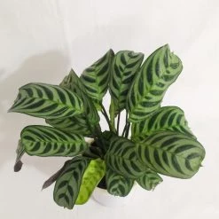 CGASPL Calathea Burle-Marxii Live Plant
